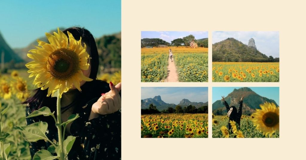 Exploring Sunflower Fields Near Bangkok